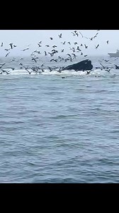 102K views · 3.7K reactions | Whales off of Cape Cod | Cape Cod, Massachusetts | Facebook