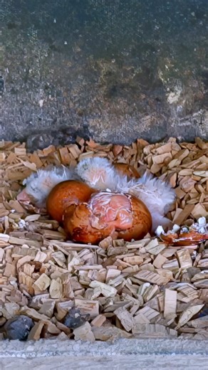 Special moment when a Kestrel chick hatches 🐣🥰 #wildlife #birdwatching #nature #birdhouse #birds | Nest Box Live