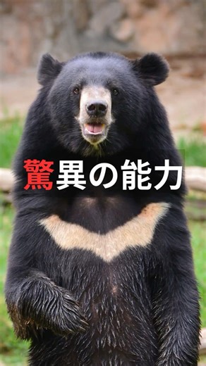 ツキノワグマ驚異の身体能力