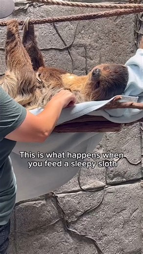 In the next life, i want to be a sloth | I Love Sloth