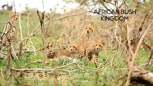 Incredible footage of cheetah mom teaching her offspring valuable life skills on how to hunt and catch their prey #reels #viral #life #trend #video #wild #safari #epic #travel #trending #nature #wildlife #episode #story #Amazing #africa #safari #cheetah #impala | African Bush Kingdom