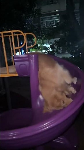 Golden retriever joyfully slides down playground slide in Jiangxi, China