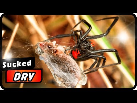 The Creepiest Spider Clips Ever Captured! Watch If You Dare (Arachnophobes Beware) | Absolute Nature