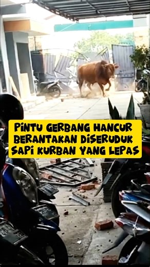 NGERI! Sapi Kurban Lepas Kendali, Terjang Gerbang Sampai Berantakan #sapingamuk #sapikurbanterbaik