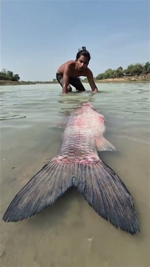 Super Big Fish Hunting By Hands #fishing #fishingbangladesh