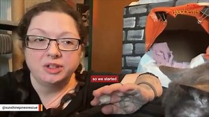 Family takes in 43 cats abandoned by previous owners We interviewed instagram.com/sunshinepinesrescue for this video produced exclusively by GeoBeats. | GeoBeats Animals