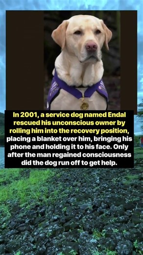 Hero Service Dog Saves Unconscious Owner in an Incredible Rescue