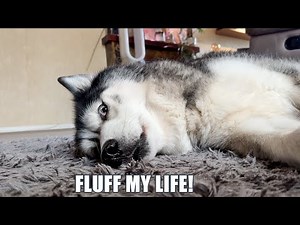 Husky Has Unplanned Trip To The VETS!