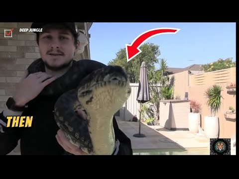 Python Attacks: Real Footage & Shocking Facts You Never Knew