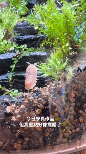 🫙今日學員的作品，真的做得很讚，階梯很自然完成度超高！ 但我的重點好像擺錯地方了😂 為什麼老是喜歡看鼠婦爬樓梯🤔 #苔蘚 #moss #terrarium #生態瓶課程 #鼠婦生態瓶 #手作課程 #生態瓶 #微景觀 #苔玩廊 #人工繁殖 #台北生態瓶 #鼠婦 | 苔玩廊