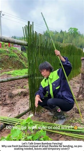 Building a Living Bamboo Fence – Fresh Green Poles for Garden Enclosure 🎋🌿