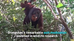 22K views · 301 reactions | In a groundbreaking study in Scientific Reports, scientists observed an adult male orangutan named Rakus practicing self-medication in Indonesia's rainforests. Rakus used leaves from a medicinal plant to treat an injury on his cheek, applying the juices and covering the wound. See more below. | CGTN America | Facebook