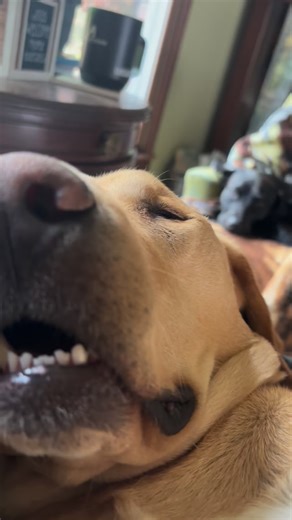 36 reactions · 6 comments | MAX… Labrador✅ Ready to go ✅ Silly✅ Lovable ✅ Demanding ✅ Playful ✅ Lap Dog ✅ SNORES LIKE A FRIEGHT TRAIN✅✅. #itsadogslife #dogsofinstagram #doglovers #labsofinstagram #labsofinstagram | Mike Machholz | Facebook