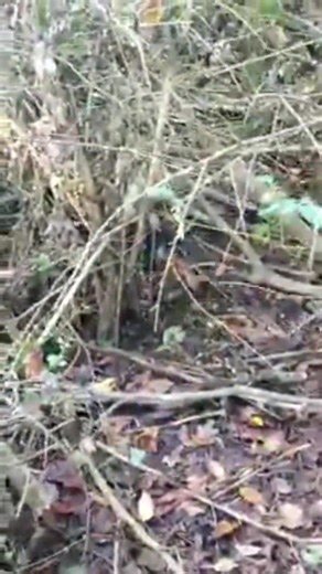 9.4K views · 250 reactions | #rabbit . Pup running its own rabbit in the training pin. | Catron's Kennel | Facebook