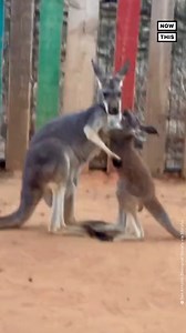 68K views · 429 reactions | This adorable footage shows Zander, a joey kangaroo, playfully practicing his boxing skills on Marble, a much older kangaroo who seems uninterested in his antics. A male kangaroo's ability to box is an incredibly important factor in finding a mate, and practicing starts almost as soon as a joey leaves its mother's pouch 輦 | NowThis | Facebook