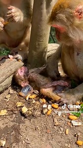 157K views · 965 reactions | A Desperate Cry: The Tragic Story of a Baby Monkey Suffering from Starvation  #baby #NewsUpdate #monkey #Very #reels #Leo #newborn #cute #milkyway #crying | Monkey history 2024 | Facebook