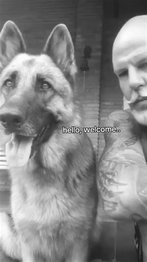 É o que esta tendo no momento, saudades do meu bruce, o melhor cachorro que tive. Mais ainda tenha minha maia, colt, uzi. #pastoralemao #pastorbranco #pastoralemaocapapreta #pastoralemaotiktok