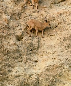 #amazinganimalsworld #wildlife #foryou | Animals World