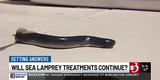 Getting Answers: Will sea lamprey treatments continue?