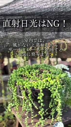 ぷりぷりのグリーンネックレスにしたいなら、是非見てみてください📝グリネを育てるコツをまとめました！ #多肉植物