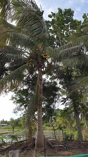 2.8K views · 67 reactions | Hungarian Yellow Wax Pepper 李 #sustainablesprout #containergardening #pepper #sustainableliving #grownfromseeds #organic #chili #organicfood #organicgardening #ceenshaven | Ceen's Haven & Gardens | Facebook