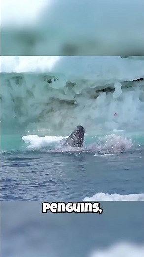 Seals: Some Are Penguin EATERS?!