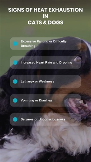 Beat the Heat: Protecting Your Pets from Heat Exhaustion. | Vet Products Direct | Facebook