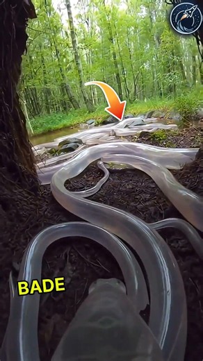 This guy Founder most Unique Transparent Snake | But what about Gold 😱🫡 #respect #shorts #ytshorts