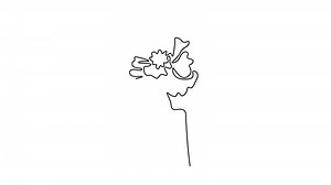 Self drawing animation of single line draw of beauty fresh calendula for home wall decor poster. Printable decorative marigold flower greeting card ornament. Continuous line draw. Full length animated