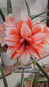 El Amarilis 'Flamed Amadeus' es un cultivar de amarilis de flores dobles, reconocido por sus flores grandes y espectaculares de color rojo brillante con detalles blancos y un centro rojo oscuro, que le dan una apariencia "en llamas" o ardiente. #amaryllis #plantasdecasa #plantas #plantasexoticas #bulbos #azucenas #Amarilis | Lovely Garden Quito