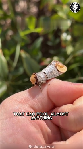 Buff-tip 🦋 This is NOT a Twig! It looks exactly like a broken branch. But hidden inside it is one of nature’s best disguises. #bufftip #wildlife #animalfacts #1minuteanimals | 1 Minute Animals