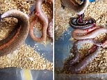Fascinating moment sand boa snake has live birth