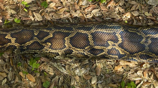 La pitón más grande del mundo apareció en Indonesia y asombró