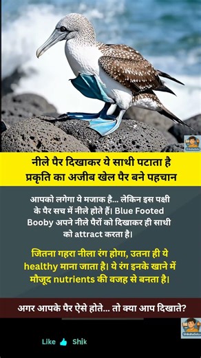 इस पक्षी के पैर नीले क्यों होते हैं? ... #shorts #facts #shikhshashetu #amazingfacts
