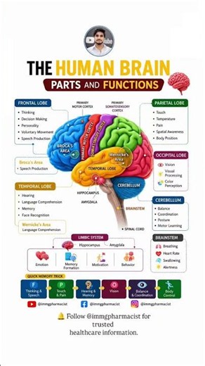 🧠 The Human Brain Parts & Their Amazing Functions Explained..Discover how different parts #animation