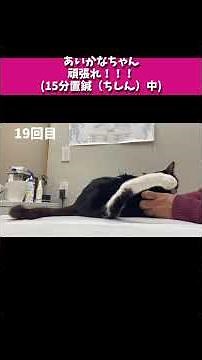 【その7】右脚つま先何度も開いたよ！19回目の鍼灸治療💓下半身麻痺猫あいかなちゃん🐈‍⬛肥大型心筋症猫ごまだんごくん💓13匹の大家族💓#下半身麻痺猫#心臓疾患猫#鍼灸治療猫#肥大型心筋症猫