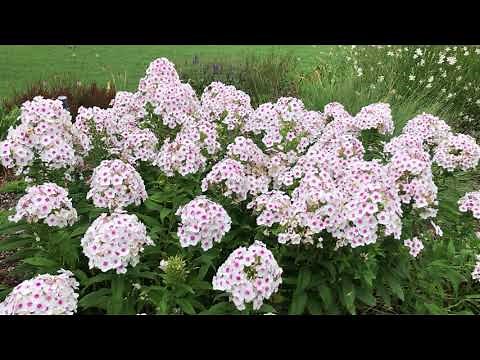In the Garden with Dave: Phlox