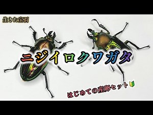 【産卵セット】ニジイロクワガタ【クワガタ飼育】