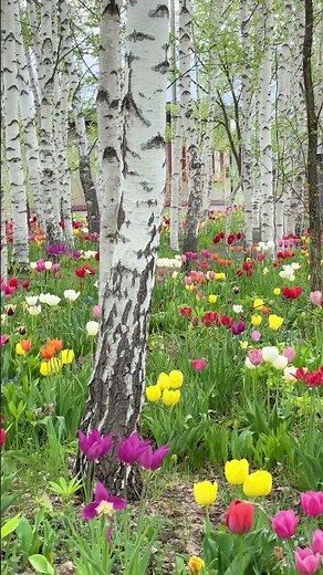 [나무] 자작나무 🌳 사람들이 많이 찾는 숲을 만들고 싶다면 Betula platyphylla
