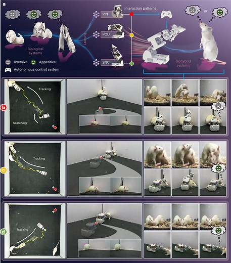 AI infiltrates the rat world: New robot can interact socially with real lab rats