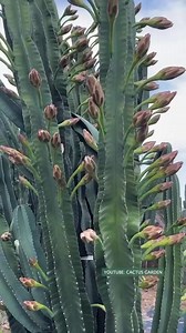 Beautiful ❤️ ❤️ ❤️ #cactus.garden #succulentlover #succulentaddict #succulent #succulentobsession #succulentlife #succulentcity #succulentobsessed #succulentcollection #succulover #succulove #succulentaddiction #senda #vuonsenda #reels | Real Plant Species