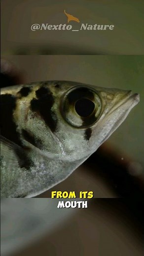 archerfish | master of physics