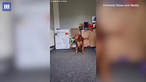 Adorable cocker spaniel serves up serious tennis and ping pong skills