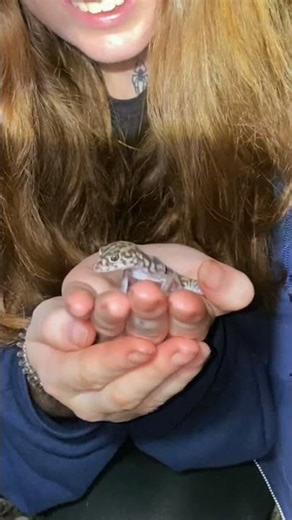 Finding a wild Coleonyx Gecko!