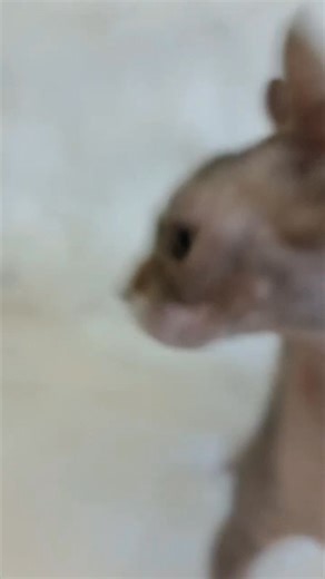 Coco z mamą ♥️♥️ | BarbaRosa Cats PL - Hodowla kotów Sinks Kanadyjski