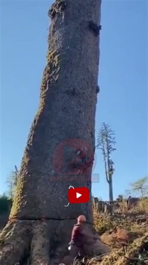 Cutting Down a Giant Tree with a Chainsaw in the Forest #chainsaw #treefelling