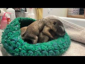 Yellow-bellied Marmot Pups - A Compilation - August 2024