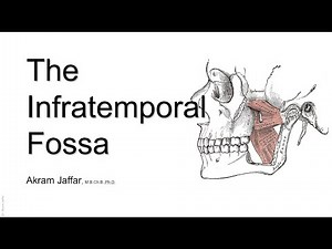 The Infratemporal Fossa • Video • MEDtube.net