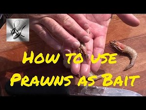 How to use Prawns as bait | The Hook and The Cook