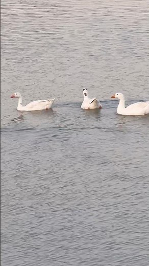 Peaceful Ducks in Water 🦆 | Relaxing Bird Video #birdsvideos #animals #bestreels #birdphotographer